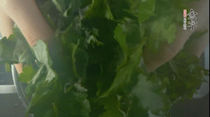 【面皮】1.鍋中水開時，放挑揀好的艾草和一撮小蘇打，第一遍煮開后倒掉，重新加水大火煮開后，小火煮1小時。煮爛的艾草用紗布瀝干。